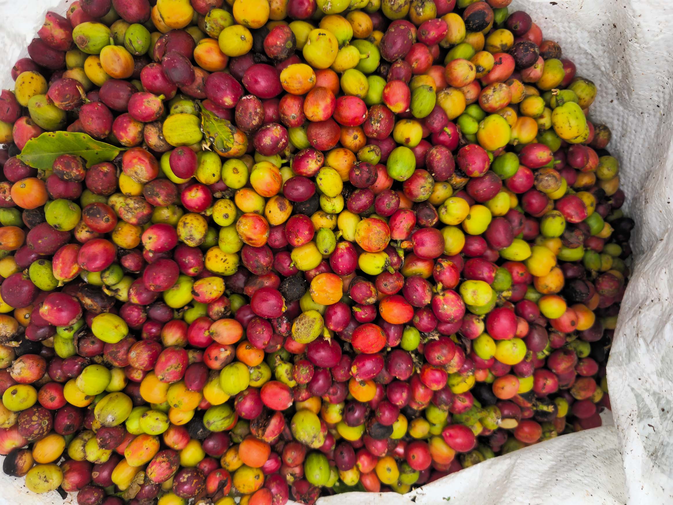 Biji kopi robusta hasil PT Syifa Agro Natura